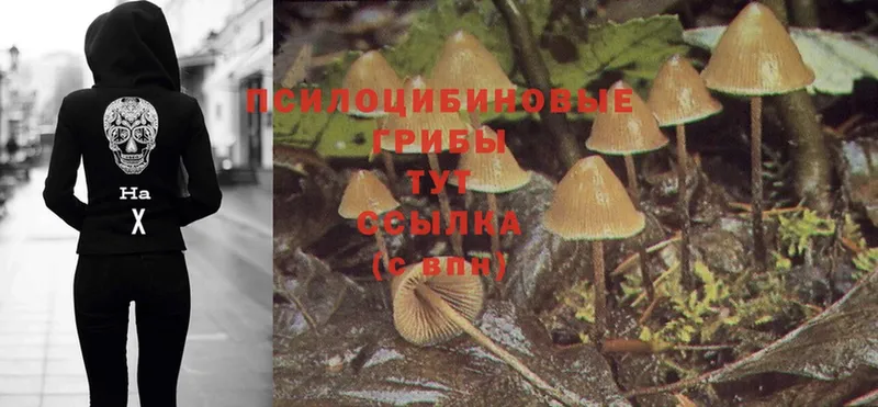 Псилоцибиновые грибы Magic Shrooms  Серов 